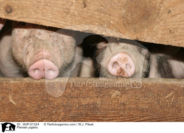 Pietrain Ferkel / Pietrain piglets / WJP-01324
