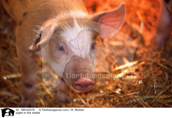 Ferkel im Stall / piglet in the stable / RR-00079