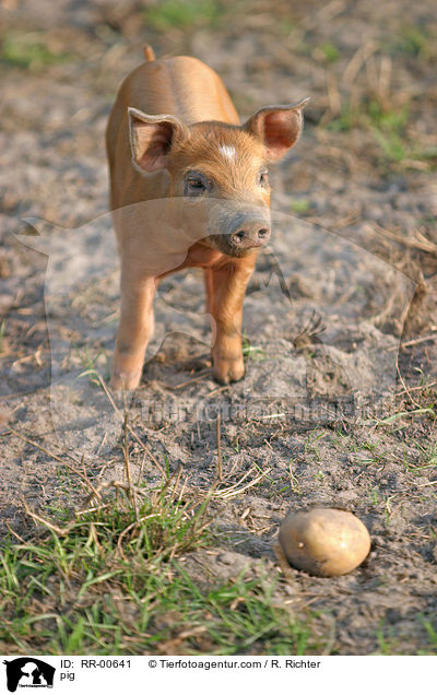Schwein / pig / RR-00641