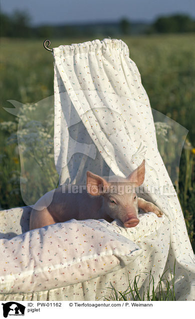 Hausschwein Ferkel / piglet / PW-01162