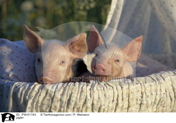 Hausschwein Ferkel / piglet / PW-01163