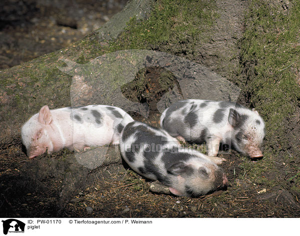Hausschwein Ferkel / piglet / PW-01170
