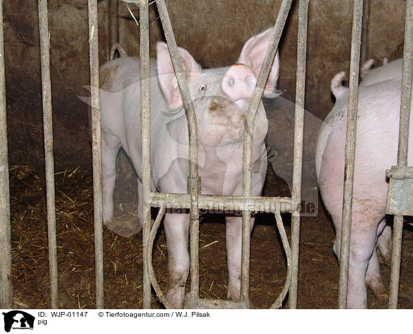 Schwein / pig / WJP-01147