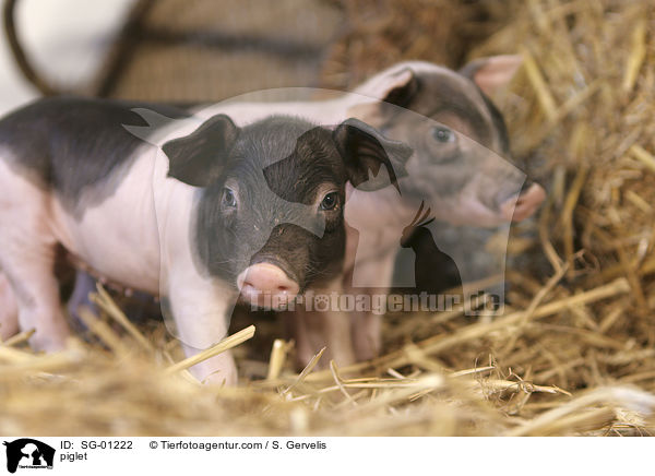 Ferkel / piglet / SG-01222