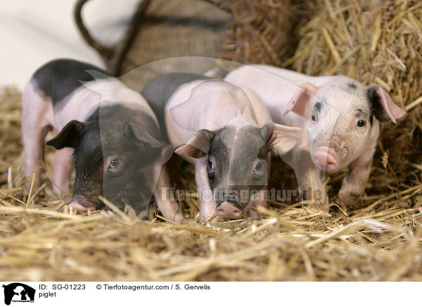 Ferkel / piglet / SG-01223