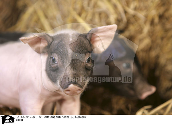 Ferkel / piglet / SG-01226