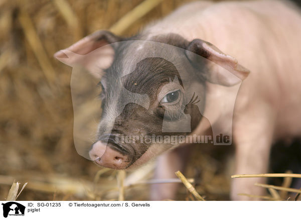 Ferkel / piglet / SG-01235
