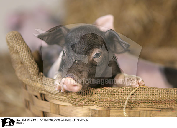 Ferkel / piglet / SG-01236