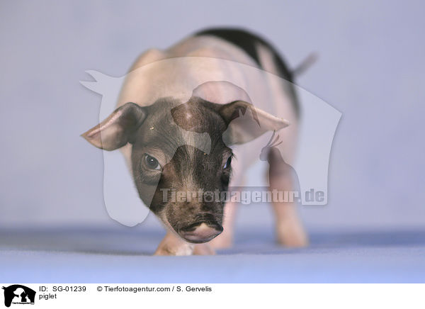 Ferkel / piglet / SG-01239