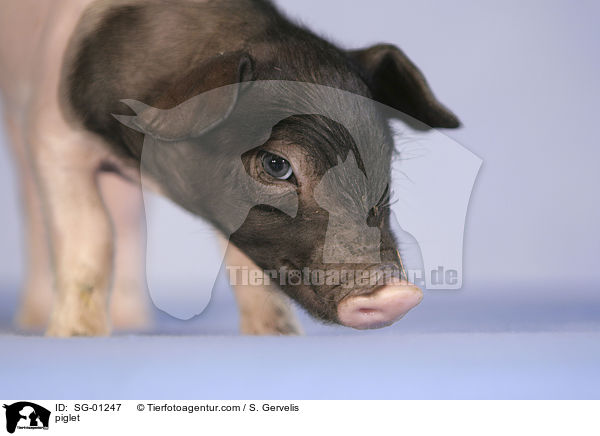 Ferkel / piglet / SG-01247