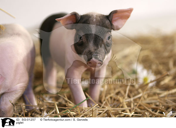 Ferkel / piglet / SG-01257