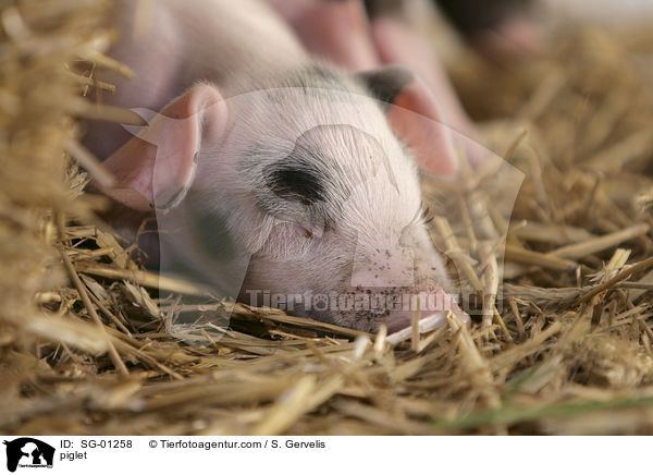 Ferkel / piglet / SG-01258