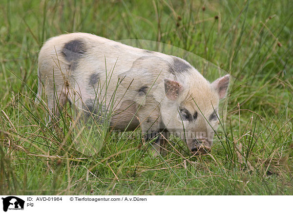 Schwein / pig / AVD-01964