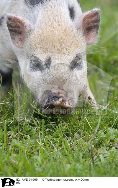 pig / AVD-01965