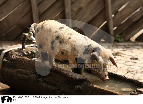 Schwein / pig / MK-01858
