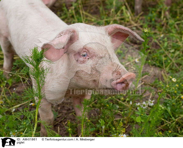 Ferkel / piglet / AM-01861
