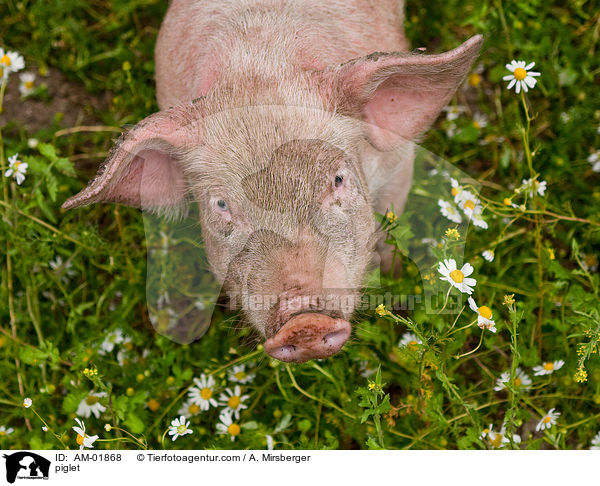 Ferkel / piglet / AM-01868
