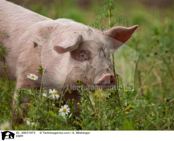 Ferkel / piglet / AM-01873