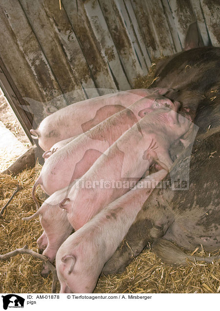 Schweine / pigs / AM-01878