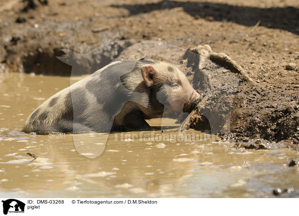 Ferkel / piglet / DMS-03268