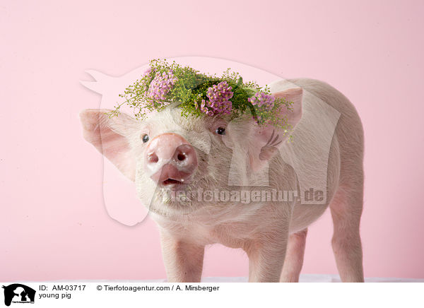 junges Schwein / young pig / AM-03717
