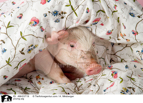 junges Schwein / young pig / AM-03719