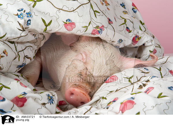 junges Schwein / young pig / AM-03721