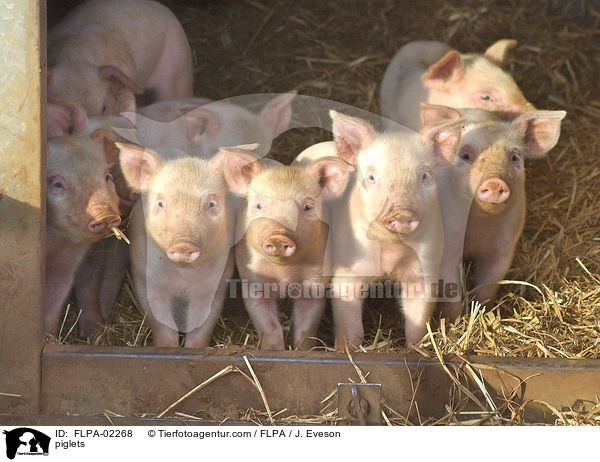 Ferkel / piglets / FLPA-02268