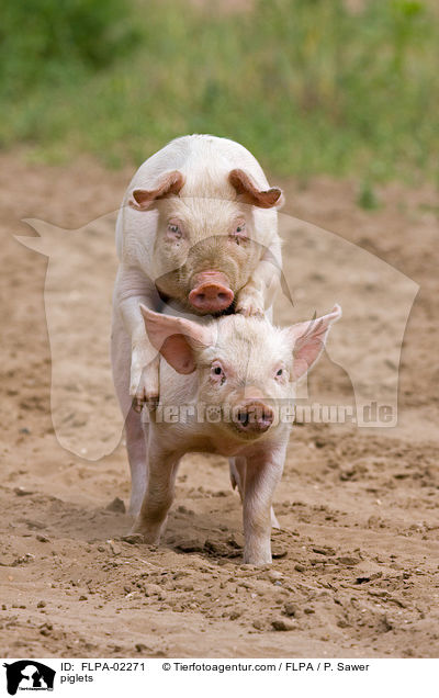 Ferkel / piglets / FLPA-02271