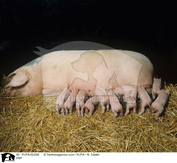 Schweine / pigs / FLPA-02296