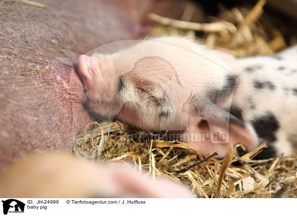 Saugferkel / baby pig / JH-24999