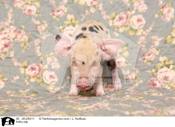 Saugferkel / baby pig / JH-25011