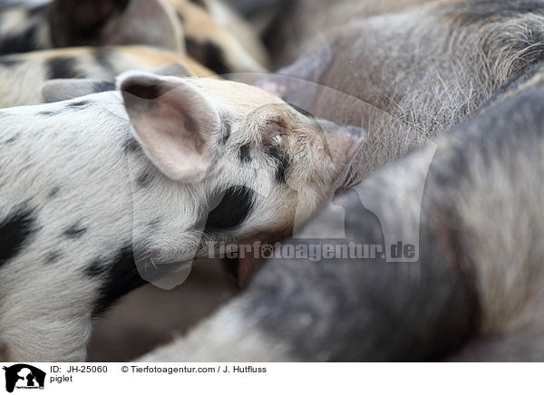 Ferkel / piglet / JH-25060