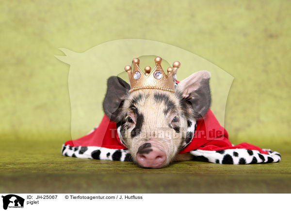 Ferkel / piglet / JH-25067