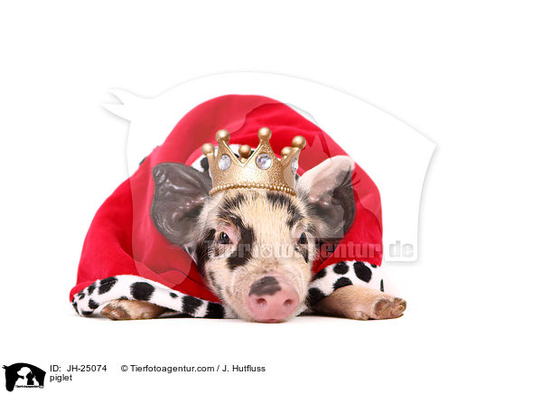 Ferkel / piglet / JH-25074