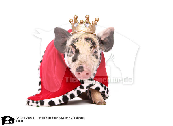 Ferkel / piglet / JH-25076