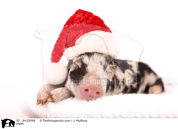 Ferkel / piglet / JH-25098