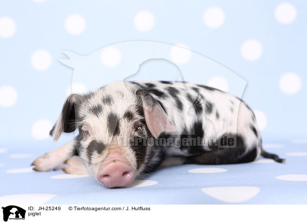 Ferkel / piglet / JH-25249