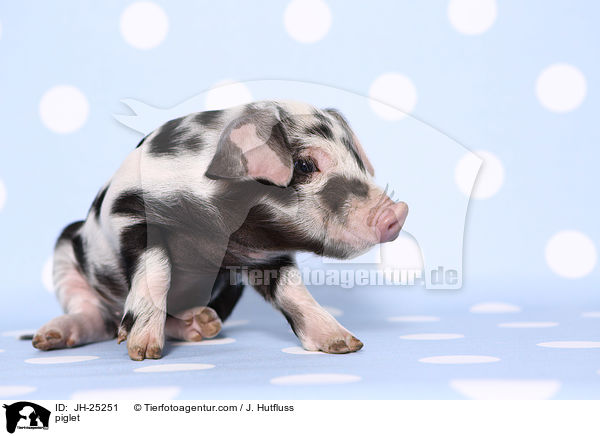 Ferkel / piglet / JH-25251