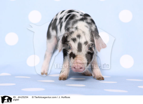 Ferkel / piglet / JH-25254