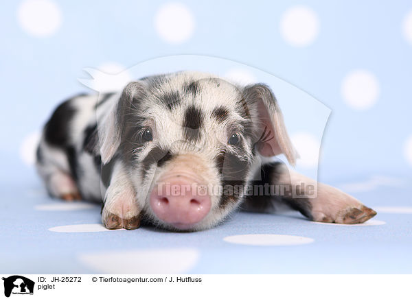 Ferkel / piglet / JH-25272