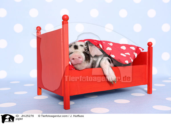 Ferkel / piglet / JH-25276