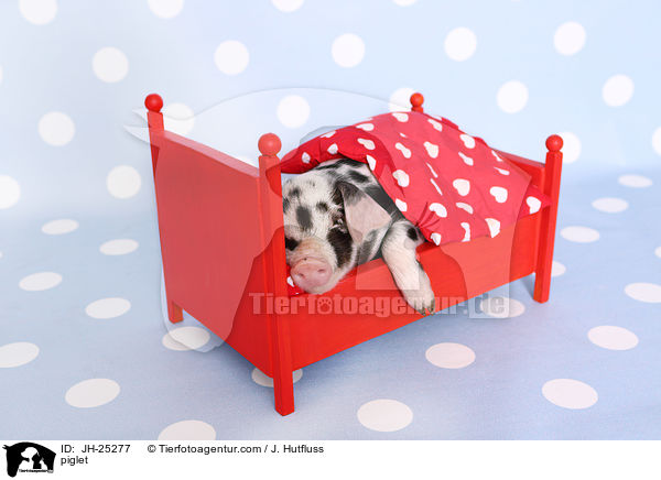 Ferkel / piglet / JH-25277