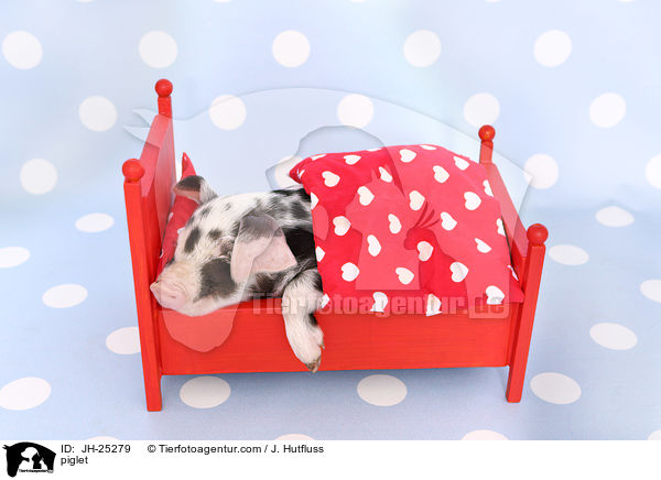 Ferkel / piglet / JH-25279