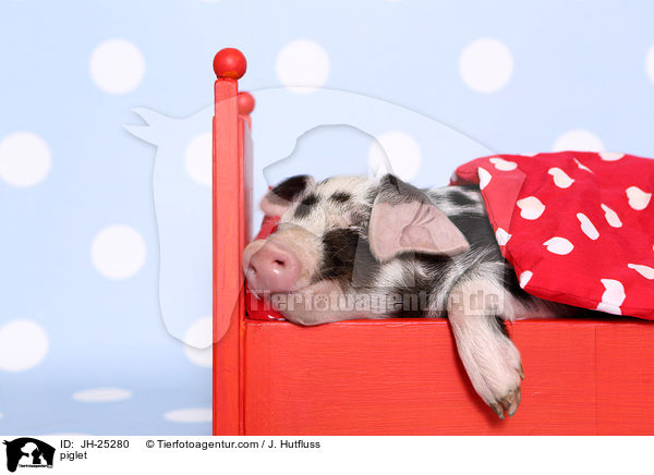 Ferkel / piglet / JH-25280