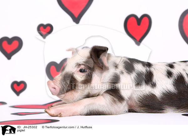 Ferkel / piglet / JH-25302