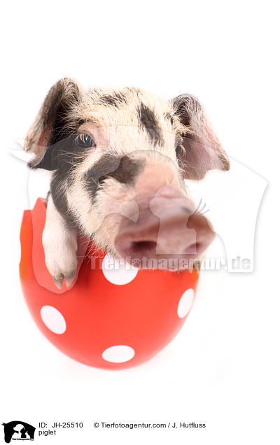 Ferkel / piglet / JH-25510