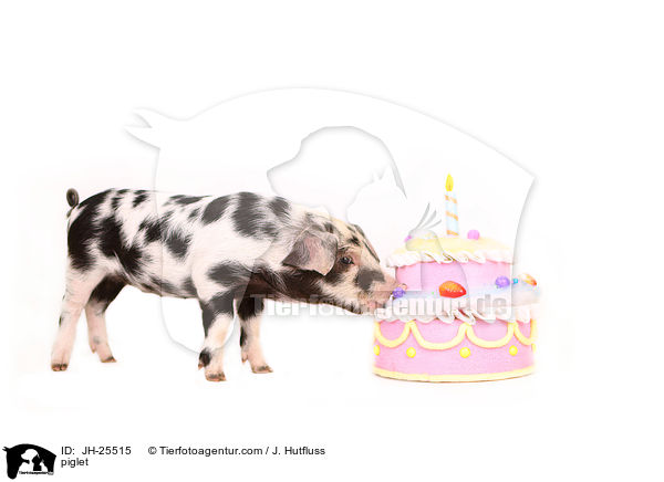 Ferkel / piglet / JH-25515