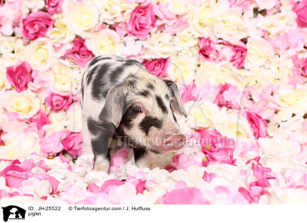 Ferkel / piglet / JH-25522