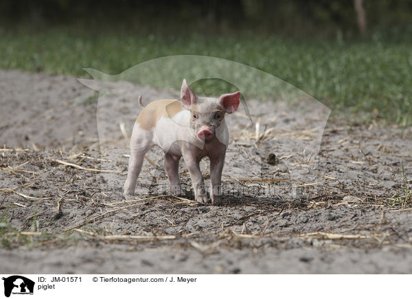 Ferkel / piglet / JM-01571